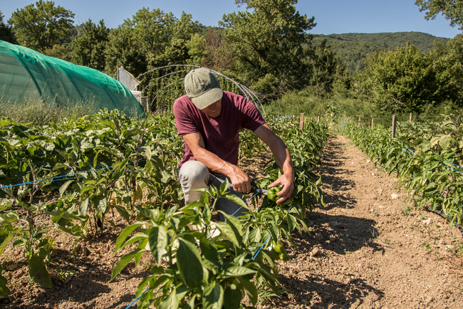 maraicher en montagne