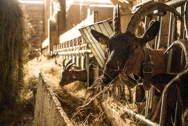chèvre Hautes Corbières