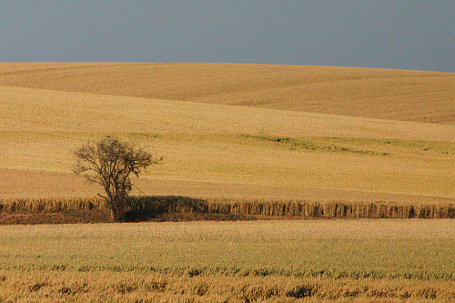 Arbre seul