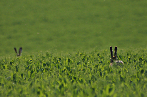 Ballet oreilles lapins Ballet oreilles lapins