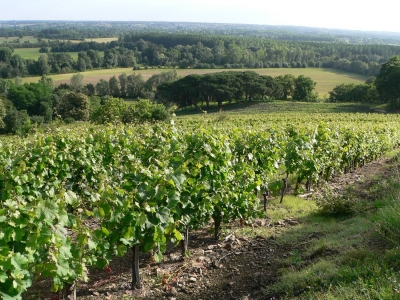 Côteaux du Layon Côteaux du Layon